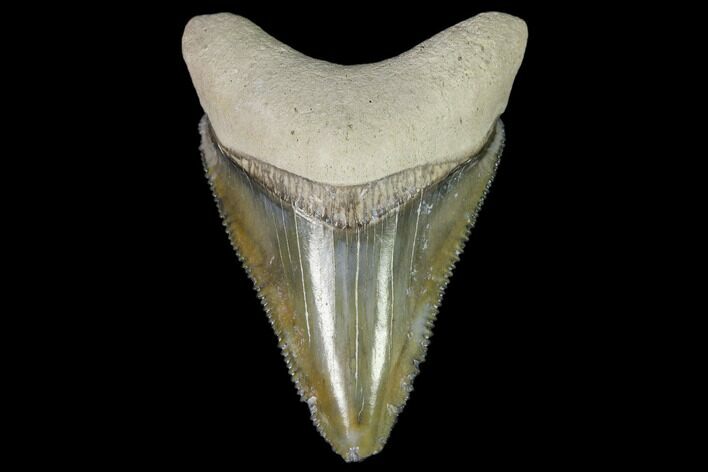 Serrated, Fossil Megalodon Tooth - Florida #110431